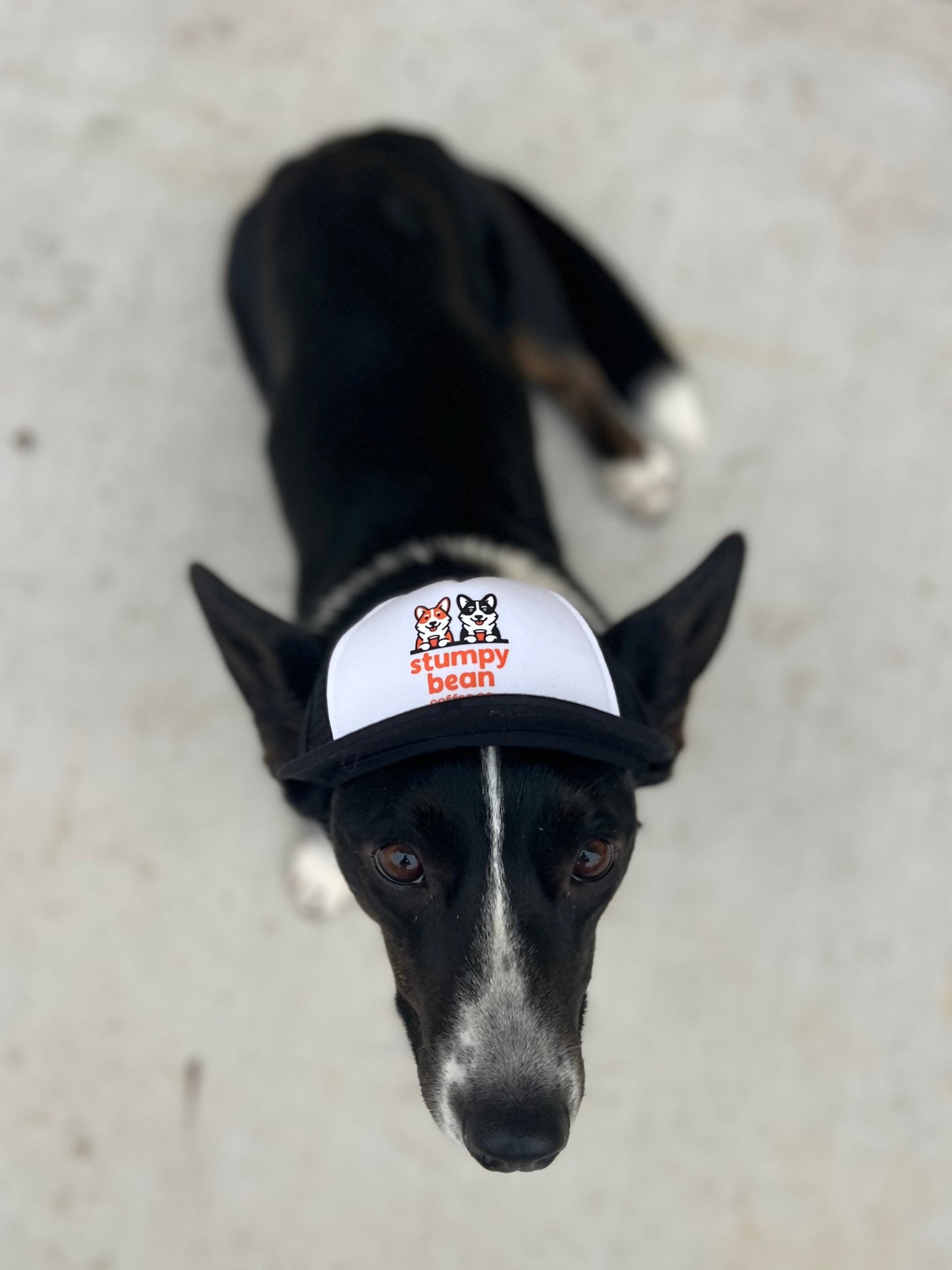 Trucker Stumpy Bean Coffee Dog Hats