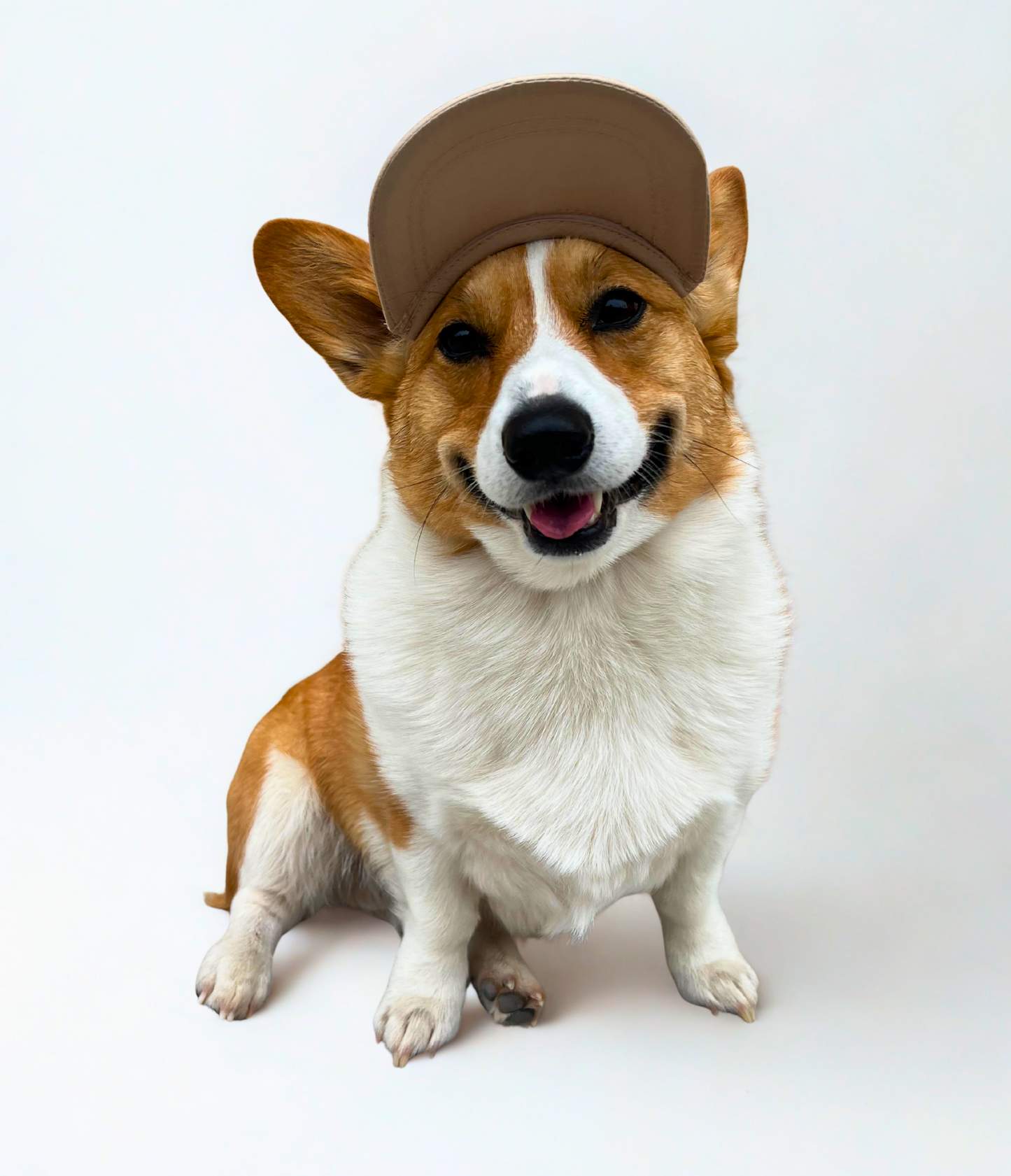 Trucker Stumpy Bean Coffee Dog Hats