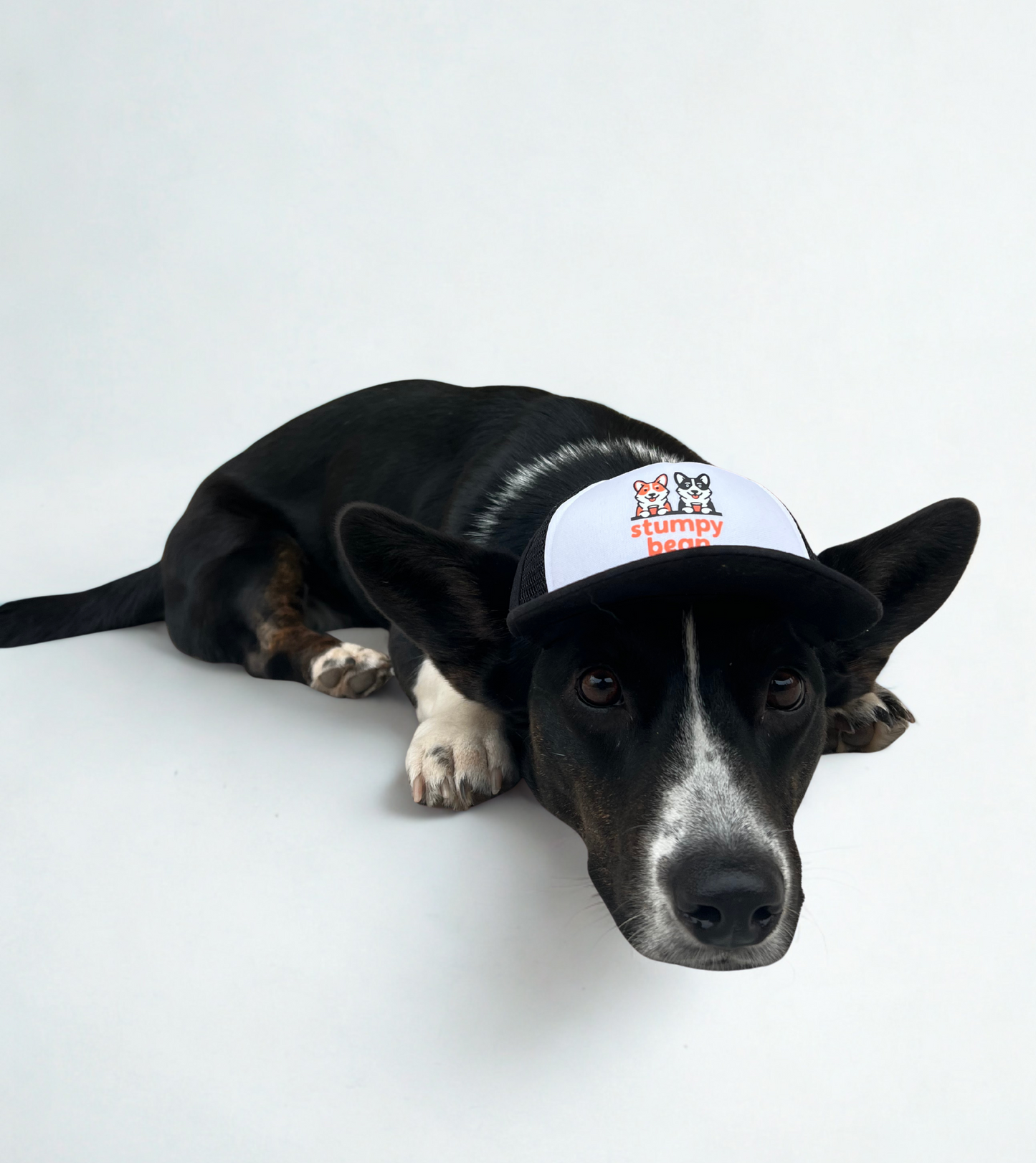 Trucker Stumpy Bean Coffee Dog Hats