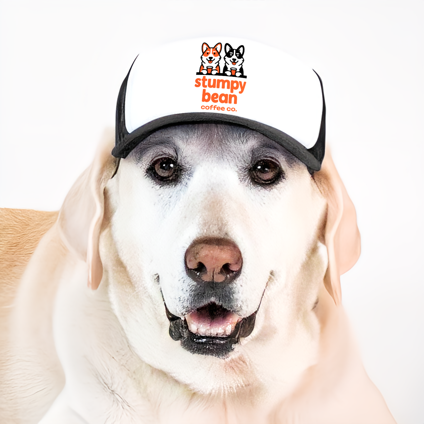 Trucker Stumpy Bean Coffee Dog Hats